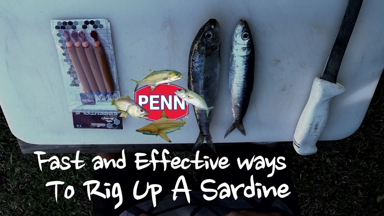 Fastest ways to Rig a sardine YouTube