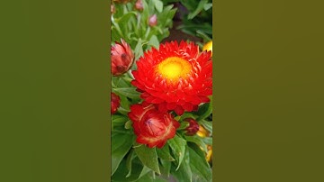 Hạt giống hoa cúc bất tử