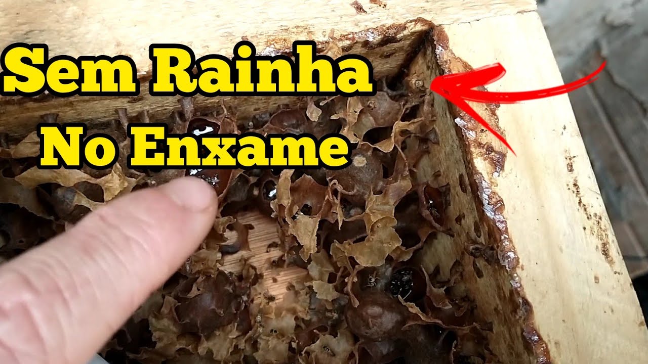 SE VOCÊ ACHA QUE O ENXAME ESTÁ SEM RAINHA ESPERE!!!!!