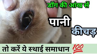 dog ki aankhon mein kichad aane ka ilaj कुत्ते की आंख dog eye discharge treatment