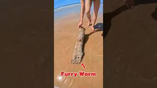 Found A Giant Furry Worm