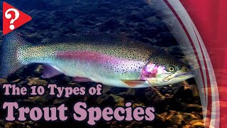 'Wait, There are 10 Types of Trout You Don't Know About?! Uncover Them Now!'