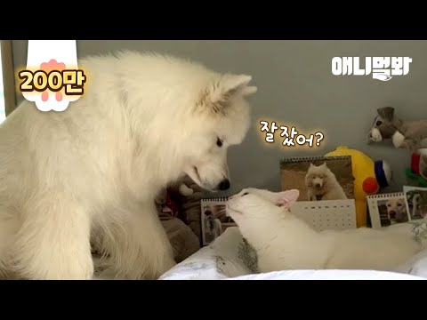 서로가 없으면 못 사는 사모예드와 고양이 l Samoyed Dog And <strong>Cat</strong> <strong>Can</strong>&amp;#39;t Live Without Each Other
