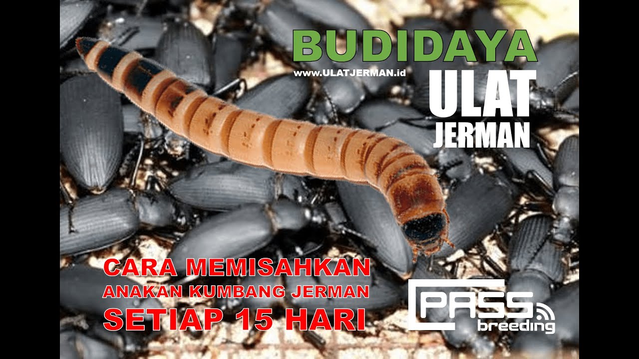 CARA MEMISAHKAN ANAKAN KUMBANG JERMAN
