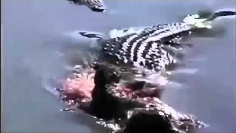 Cá sấu và báo đốm đấu nhau chúa tể rừng xanh bị khuất phục - Thế giới động vật 2015