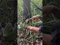 Karakternya emang gini ya #viralvideo #shortvideo #fypシ