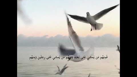 تِلاوة من سورة النور للشيخ نواف الحنين 📖