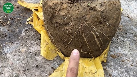 Sim rừng bỏ quên ở góc vườn lên mầm và ra rễ cực khỏe.Hoa bạn và tôi