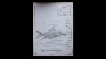 To study the museum specimen of Labeo rohita (rohu fish) #study #bsc  #zoology #practical#ayubphayel
