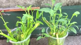 Magtanim ng kangkong | Regrowing kangkong (water spinach) from cuttings.