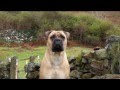 Isis  the bullmastiff    the times and life of 