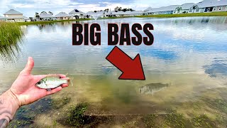 Live Bait Fishing For Big Florida Bass