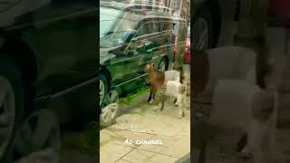 Download Lagu entah siapa yang salah @adchannel86 MP3