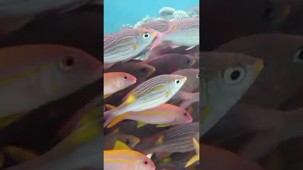 Mesmerizing Fish School Underwater | Nature in Motion 🐟