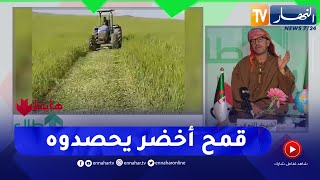 الشيخ النوي: موسم الحصاد ينطلق مبكرا بقسنطينة ووزير الفلاحة لا خبر