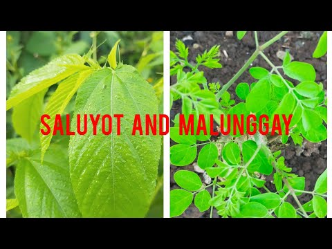 ALL ABOUT SALUYOT AND MALUNGGAY #plants #nature #vegetables