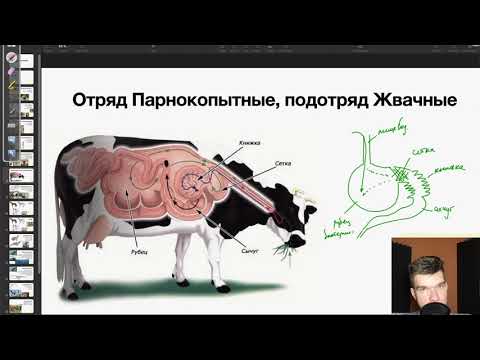 Желудок Жвачных | Биология ЕГЭ