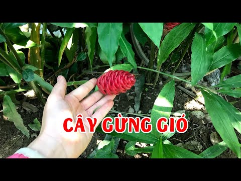 Video: Cây nào có ở rừng gió mùa?