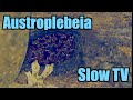 🐝 Slow TV: 5 hours of an Australian stingless native bee hive entrance. 🐝