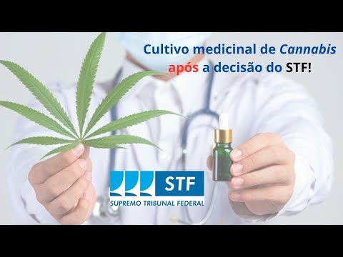 Como fica o cultivo medicinal de Cannabis após a decisão do STF sobre a descriminalização?