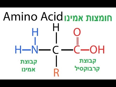 וִידֵאוֹ: מהן חומצות האמינו