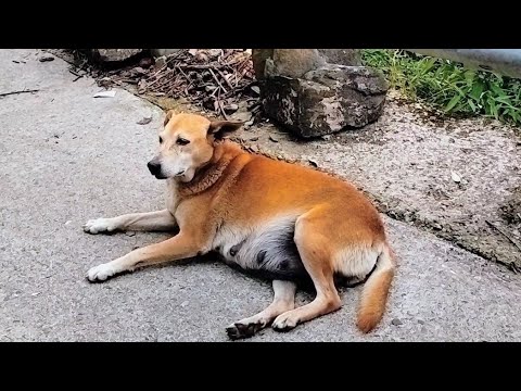 This Pregnant Stray Dog Wants a Safe Place to Rest - YouTube