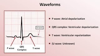 Intro to EKG Interpretation - Waveforms, Segments, and Intervals