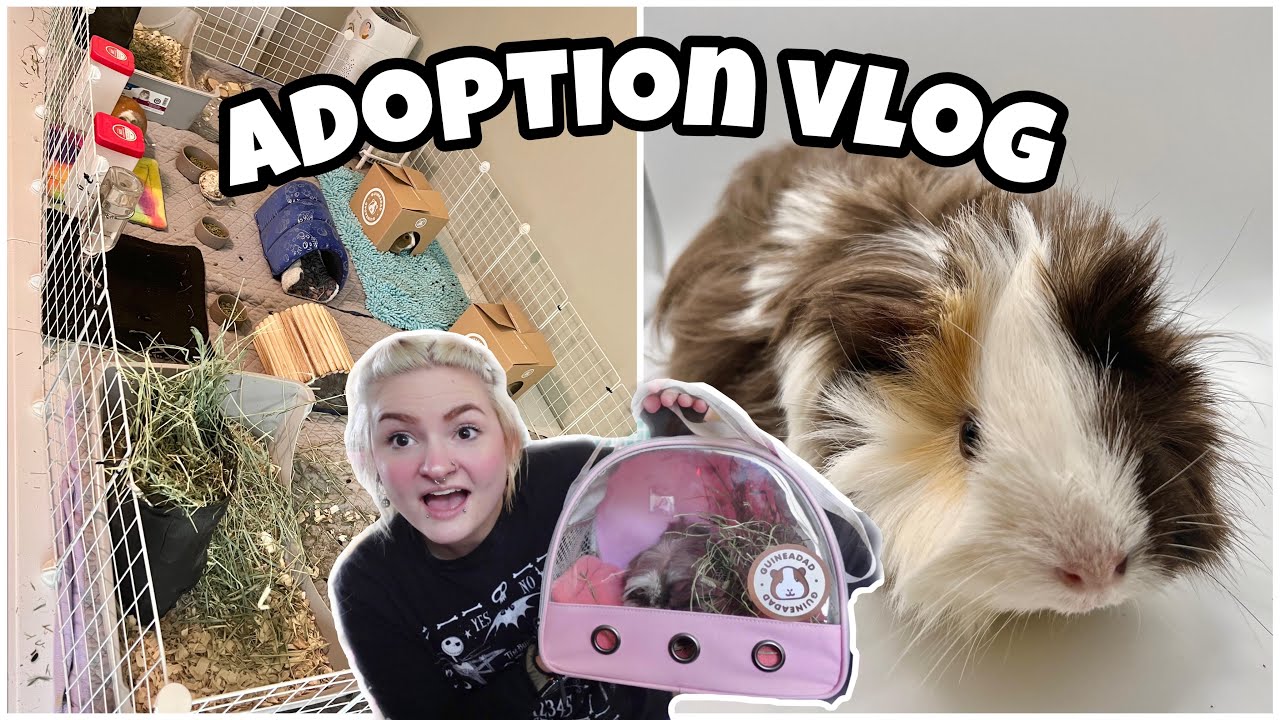 adopting a new pig, herd bonding, + upgrading cage! | GUINEA PIG VLOG |