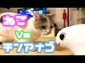 マタタビでハイになった猫がチンアナゴのぬいぐるみとたたかう【Cats, Japanese catnip and spotted garden eel】