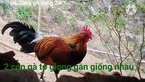 2 con gà tơ giọng ợ : 2 tug ntsuag lau qaib qua zoo # Và Tòng gà rừng 24