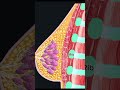 Breast#explore#anatomy#medical#animation