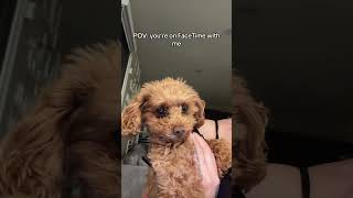 POV: you’re on FaceTime with me 🤭😂😂 #facetime #phonecall #trendingshorts #youtubeshorts