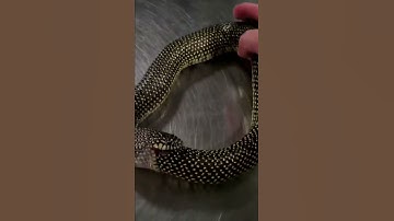 A Snake Eating Itself | MyPlanet6720 #shorts