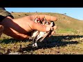 Captura de JILGUEROS en ARBOLILLO y con RED 🐦🥅 (En MARRUECOS)