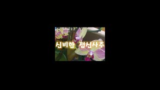 사주/운세/궁합/택일/ 건강/재물/연애/취업/사업/인생예보/천간사주/복채사주