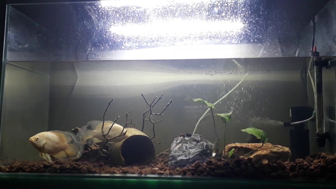 ASTRONOT BALI I CANLI YEM OSCAR FISH ATTACK - YouTube ASTRONOT BALI I CANLI YEM OSCAR FISH ATTACK - YouTube