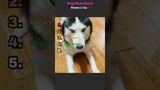 These Dogs Had PRICELESS Reactions #funnydogs #dog #shorts