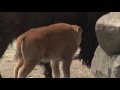 アメリカバイソン赤ちゃん誕生