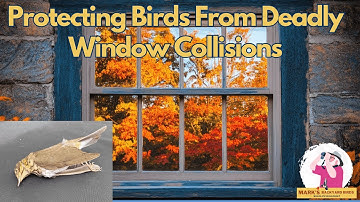 Protecting Birds From Deadly Window Collisions
