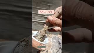 تجارب ومعلومات زراعية