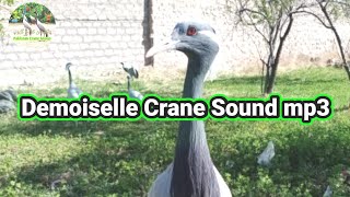 Demoiselle crane sound mp3 || demoiselle crane sound mp3 download || crane bird sound mp3