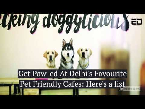 Get Paw-ed At Delhi's Favorite Pet Friendly Cafes- Here's A list