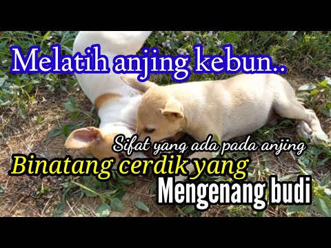 Video: Lima Anjing Baka untuk Kerja Ladang