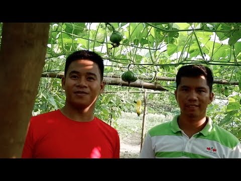 Video: Kalabasa Sa Balangkas