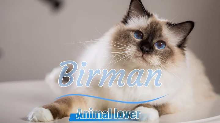 Watch the video about Birman Cats | Everything You Need to Know About This Majestic Breed 😻😳