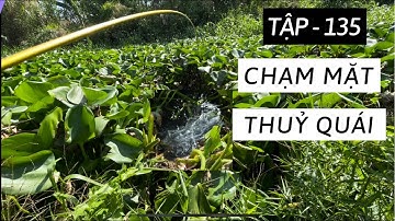 Tập 135 - Câu Cá Rô Đồng, Chạm Mặt Bầy Thuỷ Quái Lâu Năm