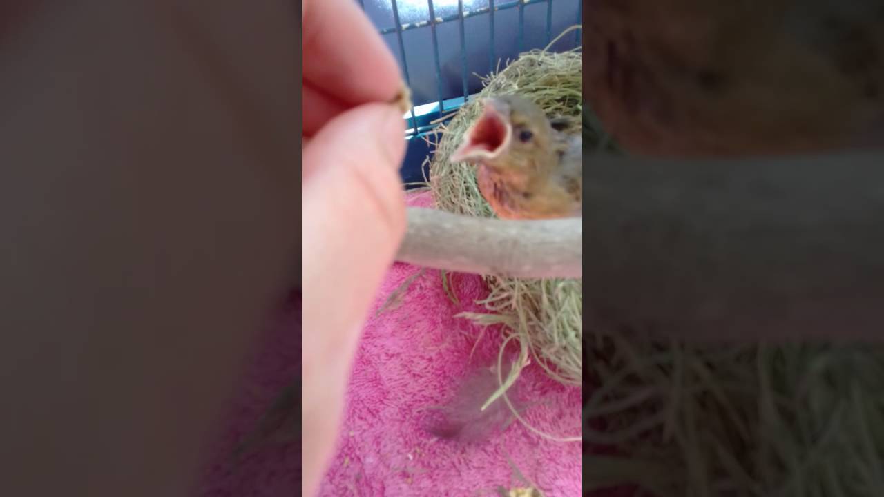 Feeding a baby weaver YouTube