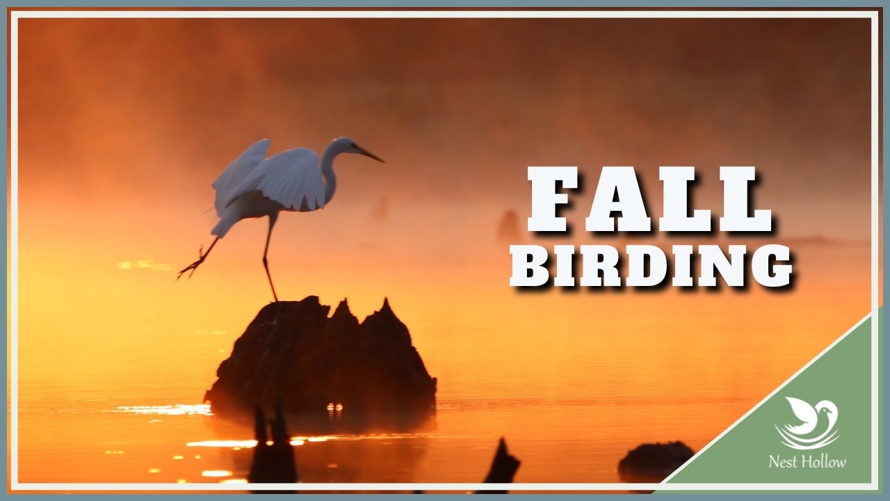 Осеннее наблюдение за птицами — 10 интересных вещей, за которыми стоит следить!