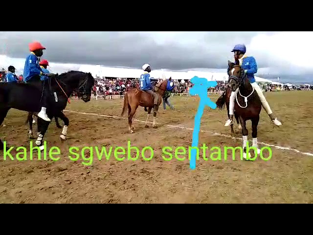 Sgwebo Sentambo class=