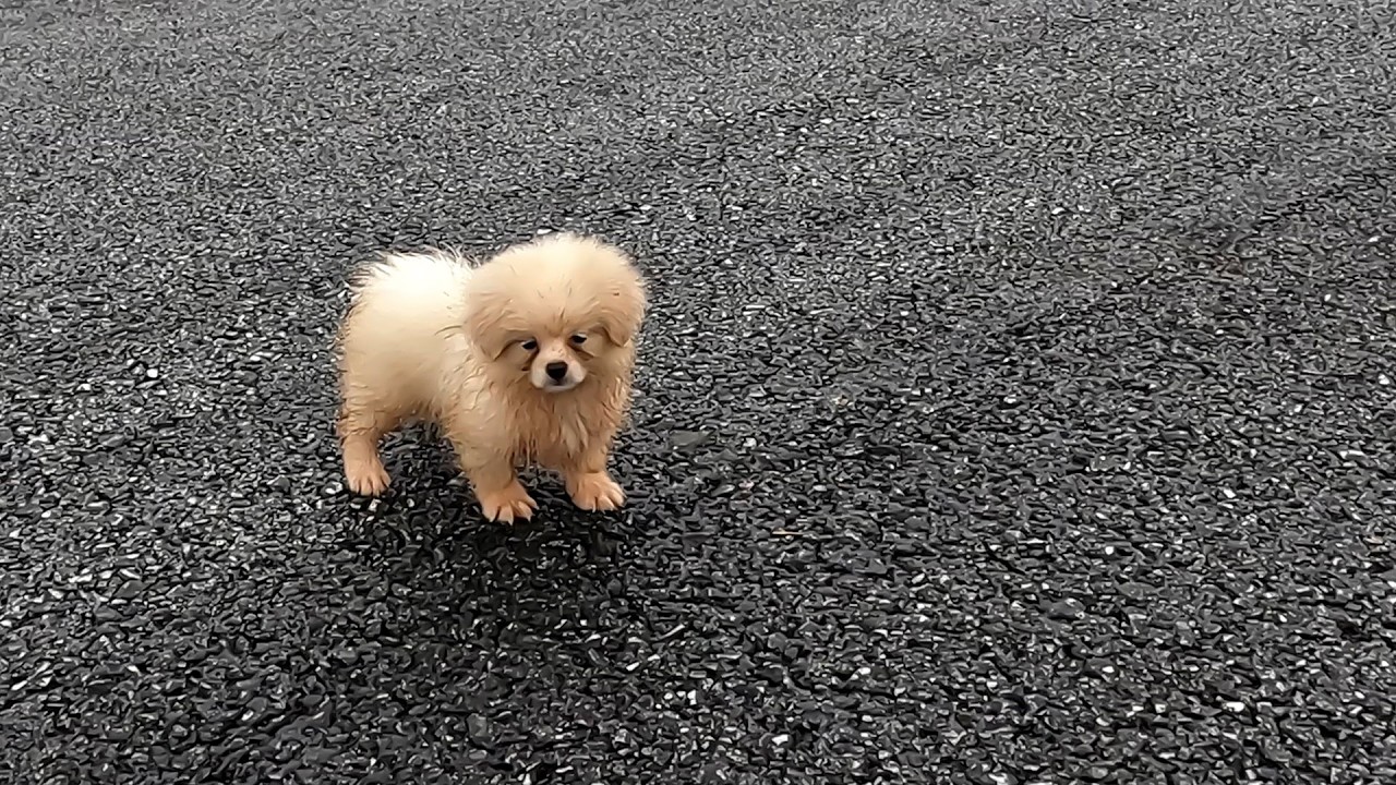 He’s So Happy to See Me! Because She Knows I Bring Love and a Warm Home